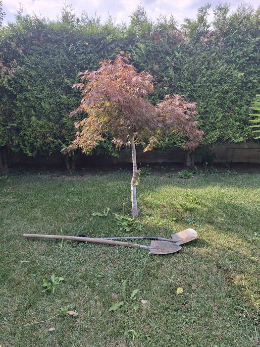 Plante ornamentale ptr gradina