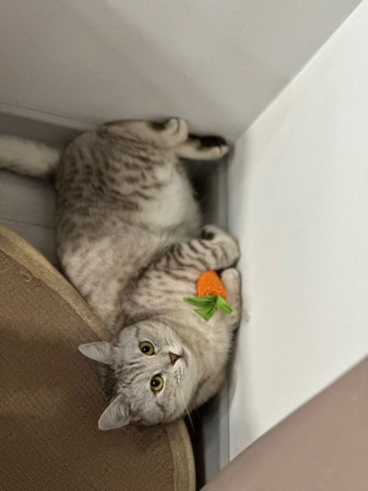 Ласковый кот ищет дом