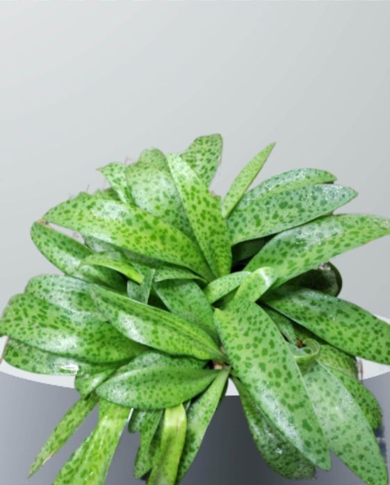 Продам Дримиопсис