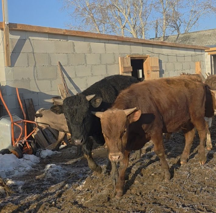 Продаются быки на откорм