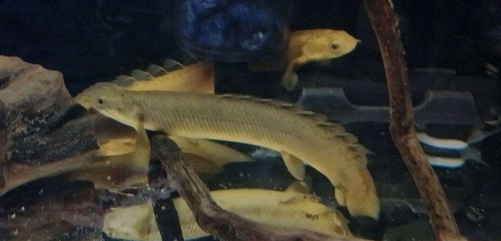 Полиптерусы сенегальские