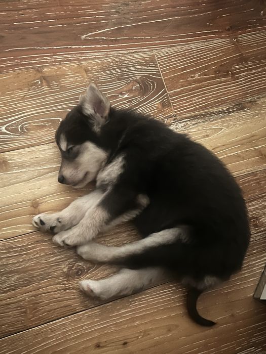 Щенок, девочка, помесь