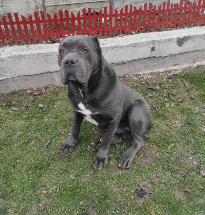 Кане Корсо женски