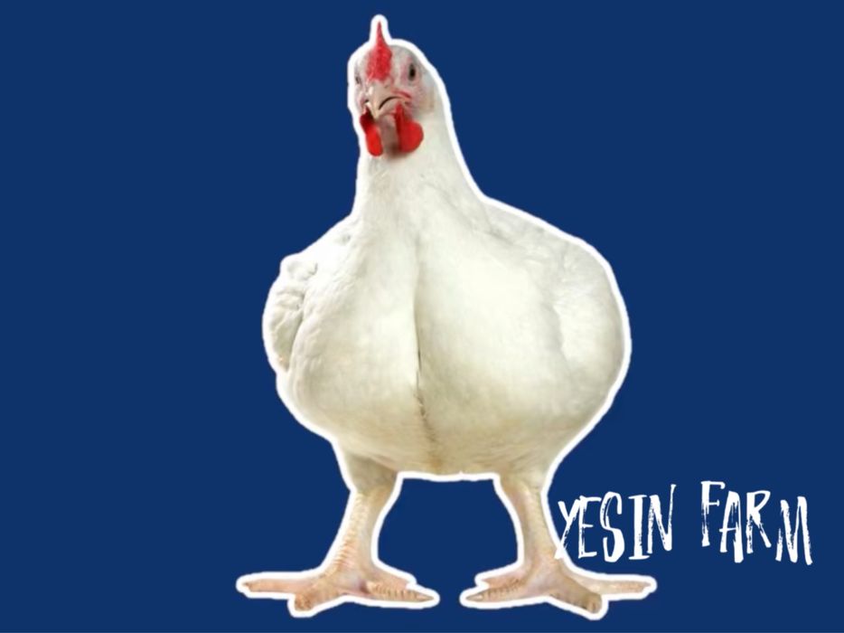 Инкубационные яйца бройлеров росс 308 фермерские