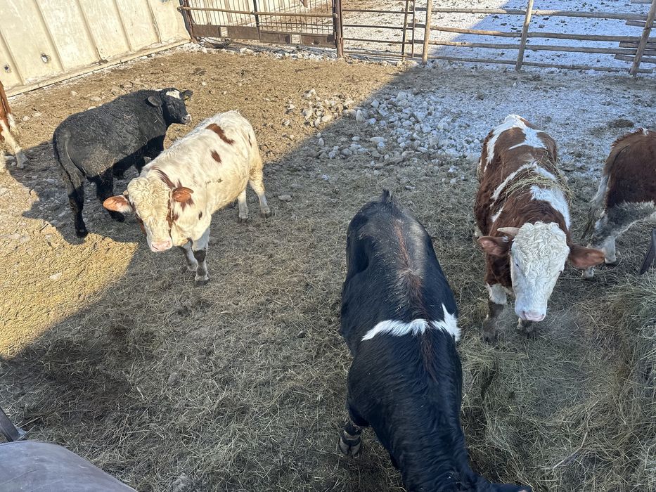 Продам быков на племя