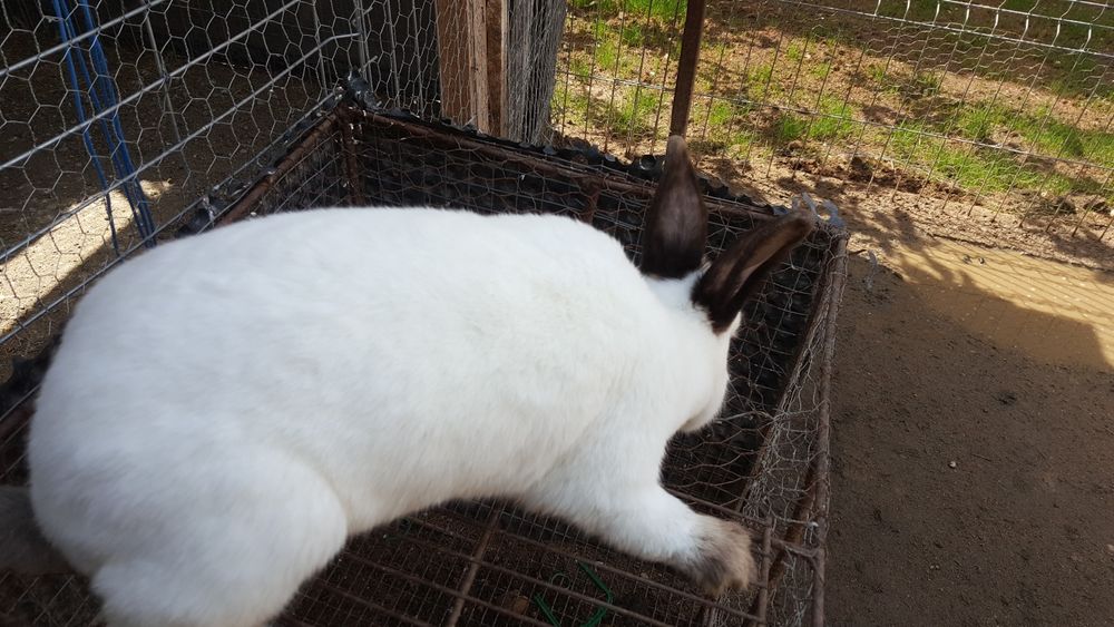 Iepuri maturi California