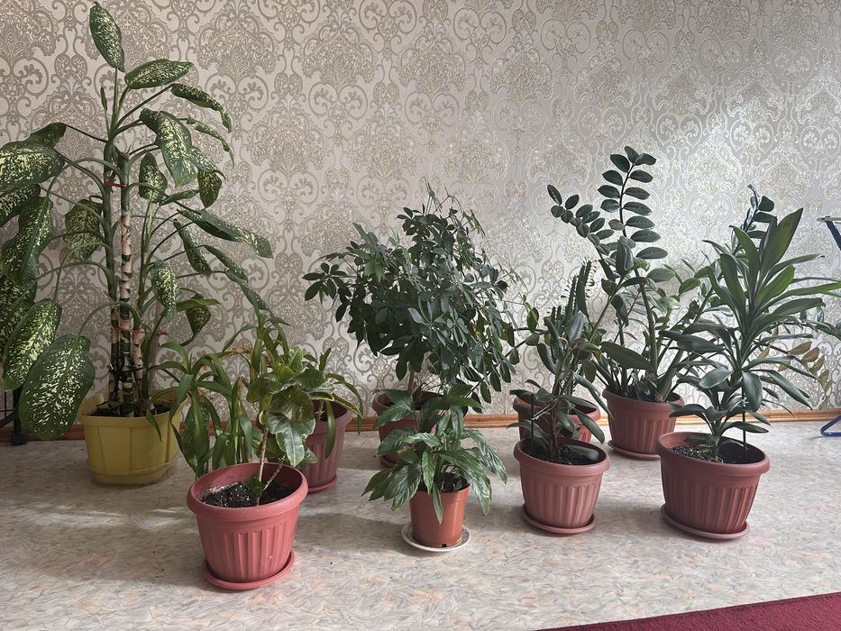 Большие комнатные цветы