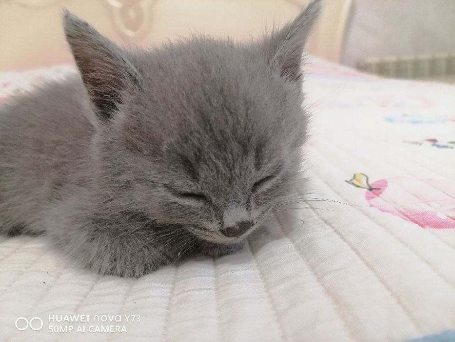 Котята ищут семью