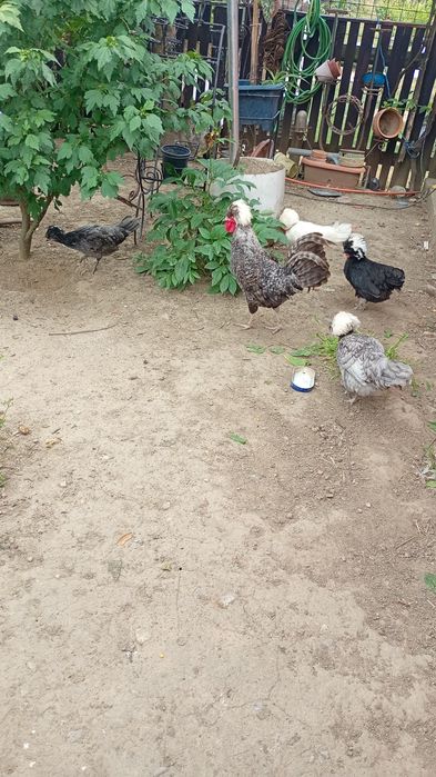 Vând găini moțate olandeze