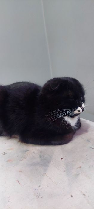 Skotish mushugi  Skotish mushugi 6 oy lek latokka oʻrgangan Tel 90-311