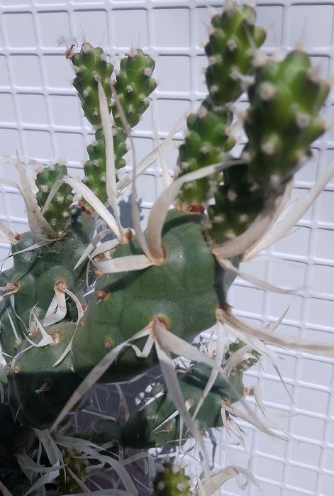 Продавам  кактус