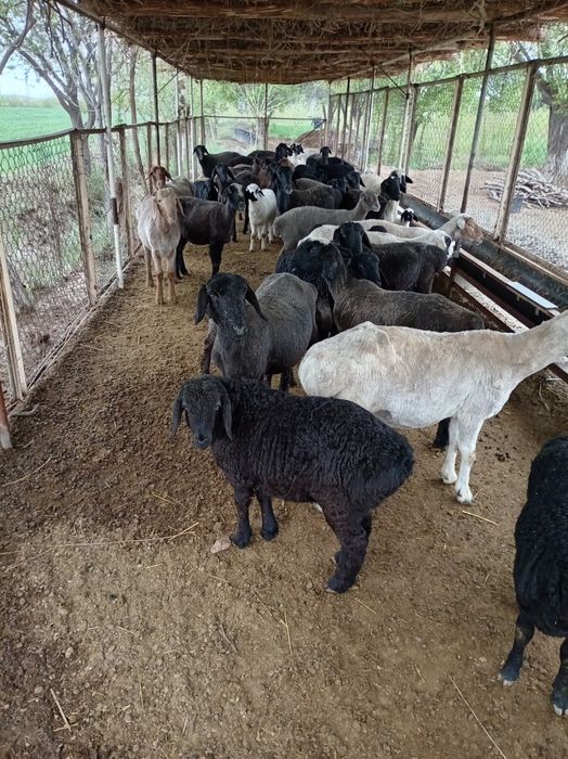 Ширбозлар сотилади