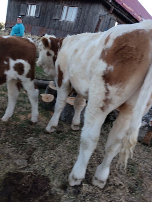 De vânzare un taur și o vitica