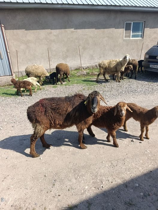 Продаются матки с ягнятами