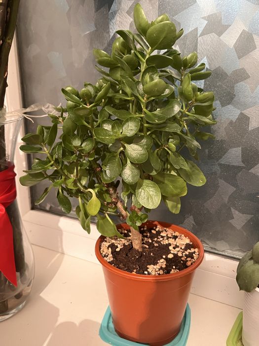 отдам каланхоэ надо лечить