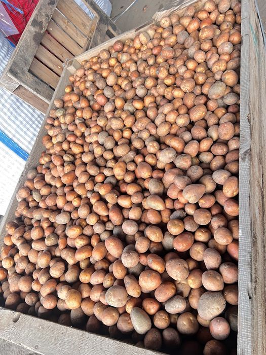 Cartofi consum și sămânța  !