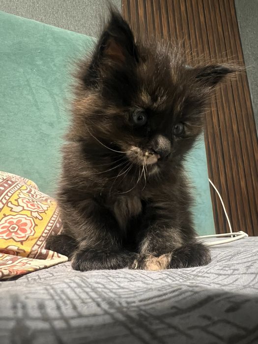 Котенок Мейн кун