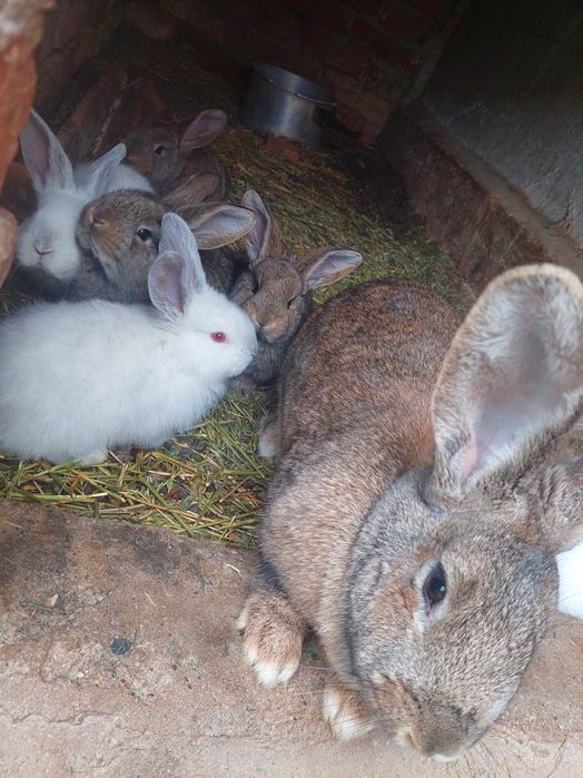 Vând iepurași, Uriaș German si Californieni