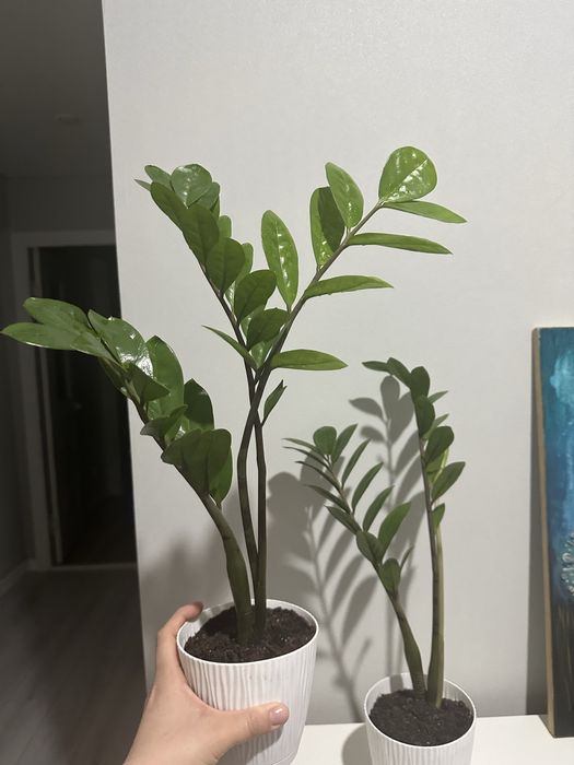 замиокулькас / долларовое дерево