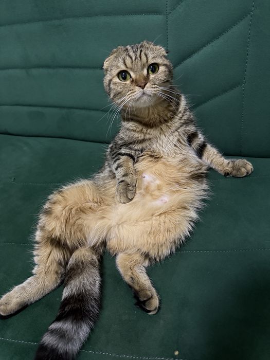 Срочна сотилади…!