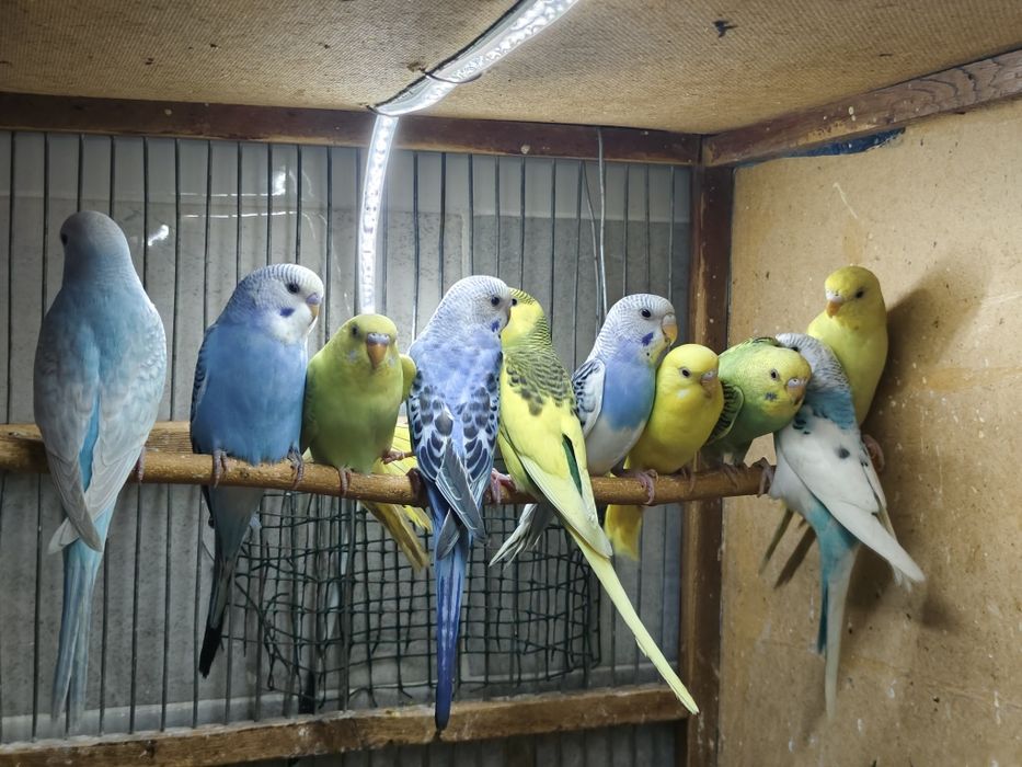 Попугай и клетки