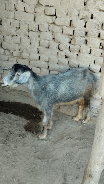 Kondalang kesmada anusdagi jinsiy olatni chizish