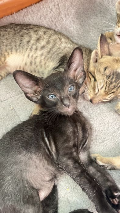 Ориентальные котята