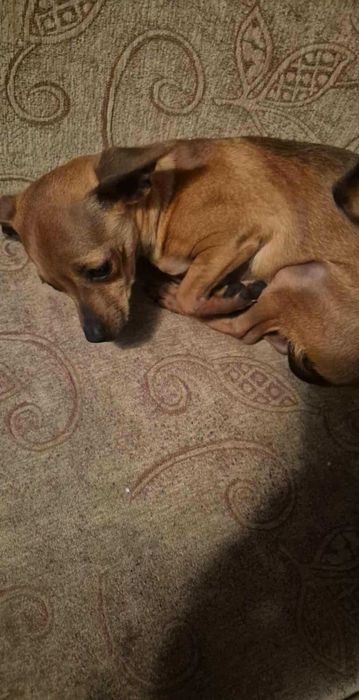 Пинчер/Чихопинчер