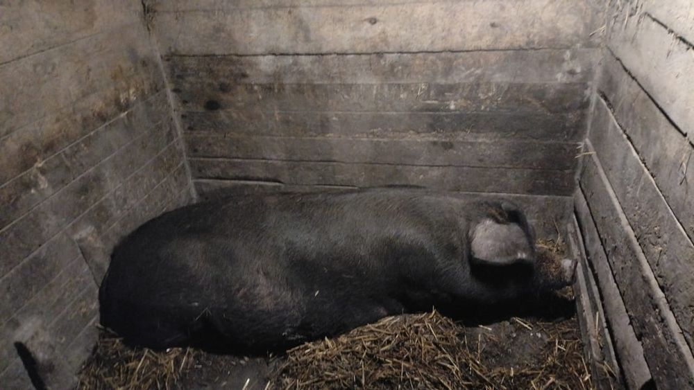 Продам поросят 2 месячные