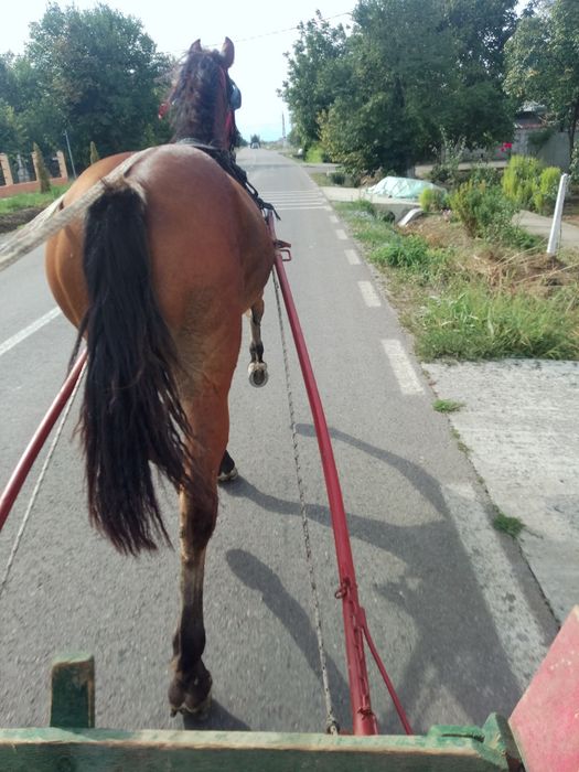 Vând iapă de un an și 2 luni