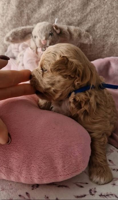Maltipoo mini toy