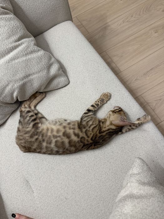 Бенгальский котенок