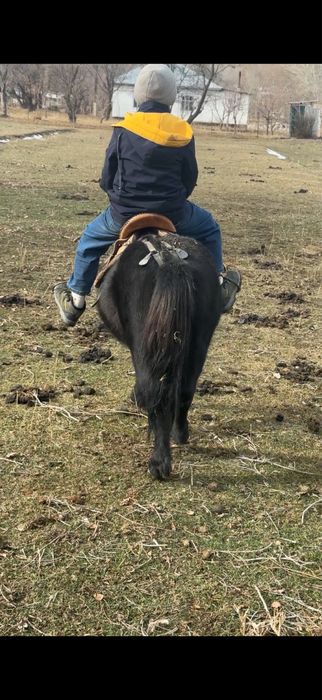 Пони , продам пони