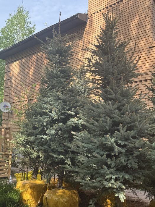 Ель Сосна деревья Клен Береза Рябина Тополь