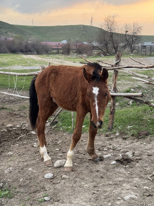 3 тай сатылады 1 жаста срочна