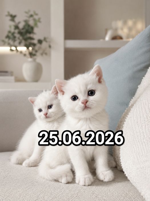 Британские котята