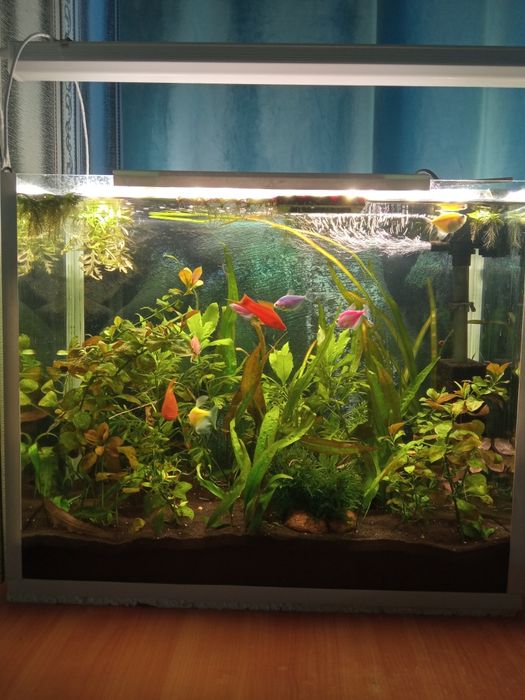 Аквариумные растения