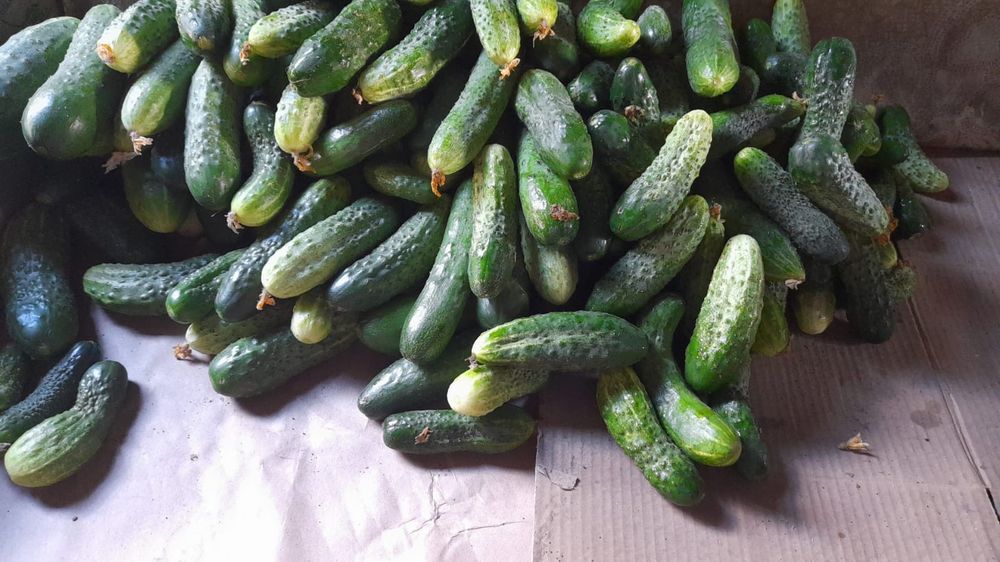 Продам огурцы домашние
