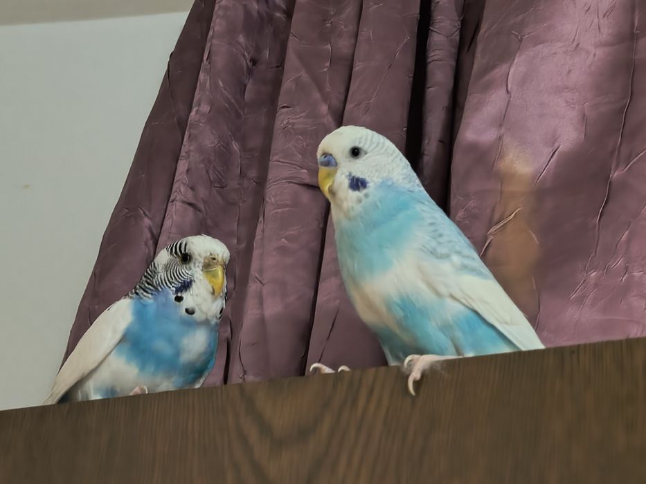 Ne despărțim de ei, perușii Blue și Coco își caută o nouă casă.