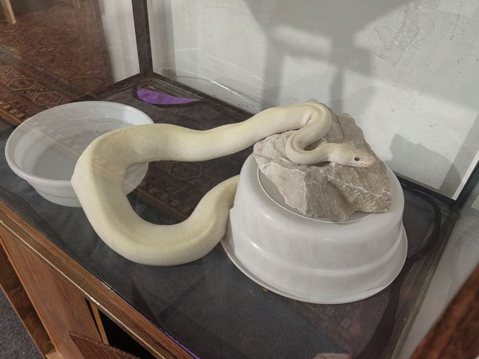 Самка королевского питона.