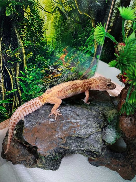 Vând 2 soparle Gecko Leopard (mascul și femelă)+terariu
