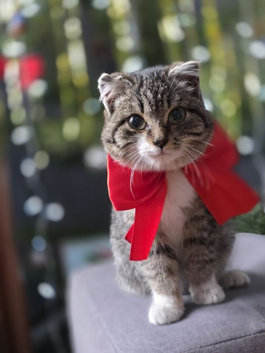 Отдам очень милую кошечку