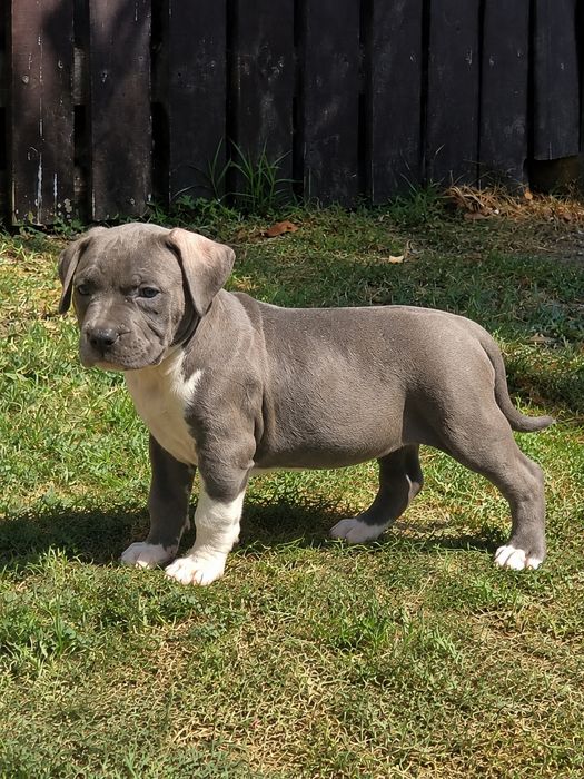 Mascul American Staffordshire Terrier Blue cu Alb
