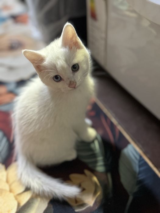 Продается котенок