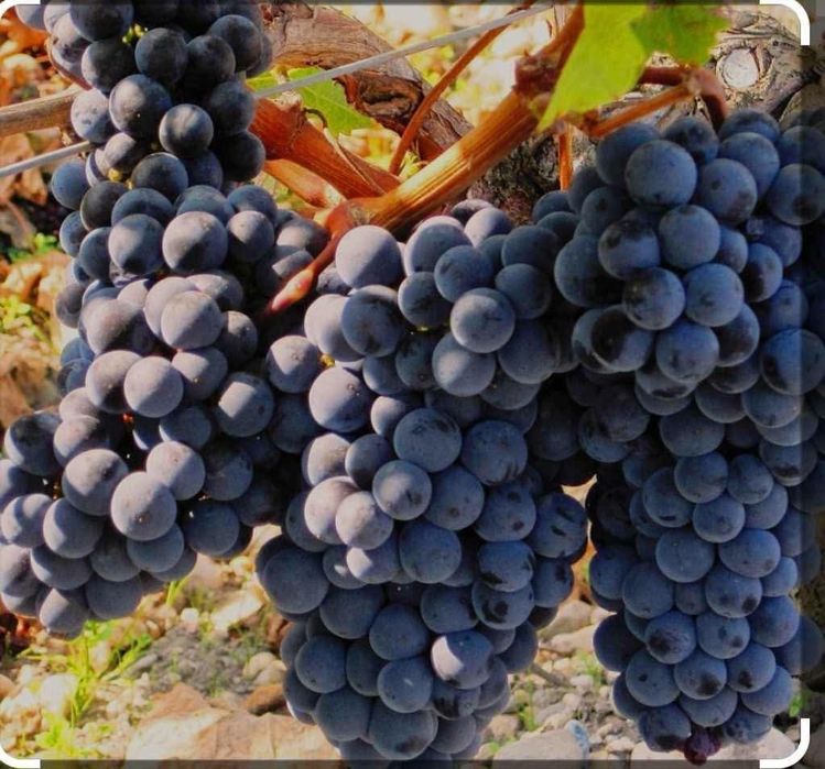 Struguri pentru vin producție nouă