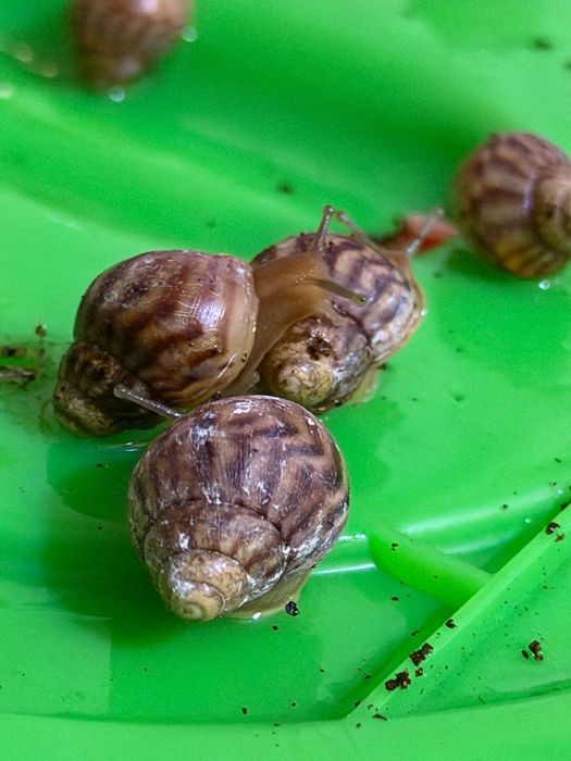 Отдам улиток Ахатин даром