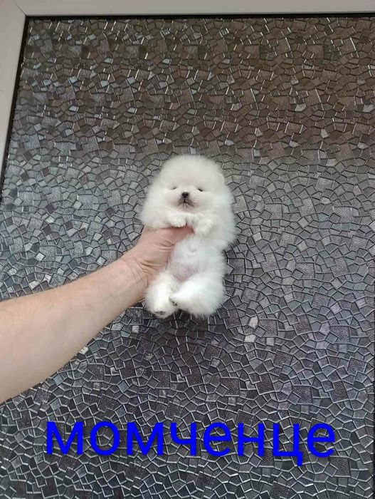 Прекрасни мини Померани !