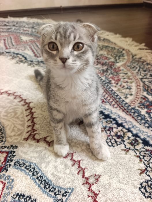 Scottish Fold va Straight mushuklari