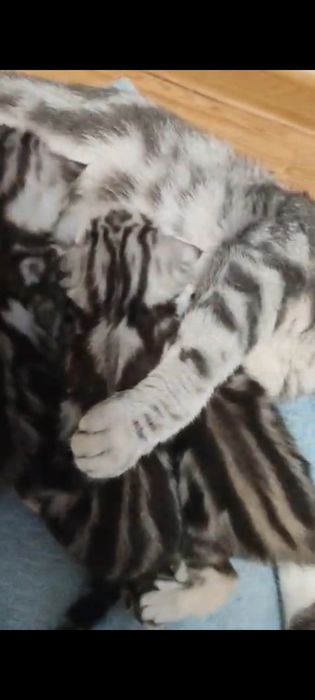 Шотландские котята Скоттиш-фолд