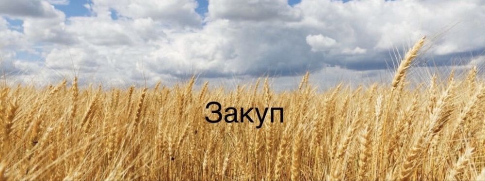 Купим пшеницу и ячмень | Расчёт сразу